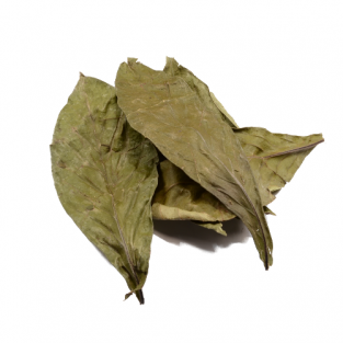 Chacruna 50g - Psychotria viridis